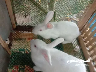  2 We have Rabbits available now