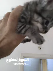  3 قطط  جميلات صغيرات للبيع