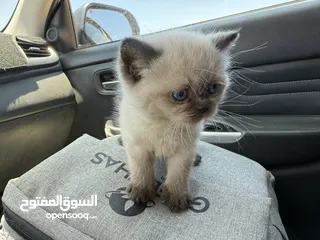  11 كتن همالايا