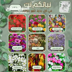  6 بذور زراعية زهور للحدائق و البساتين