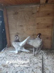  1 حمام للبيع