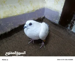  3 حمام للبيع بسعر مناسب قابل للتفاوض في عمان أو اربد للي حاب يتواصل معي وما بقصر نوع شفر