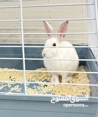  3 Selling a Dwarf Rex Mix Rabbit