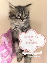  2 قطط شيرازيات