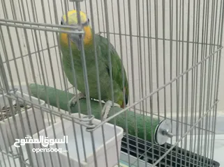  7 ببغاء امزوني حبه جانبو متكلم اليف ريش كامل.للبيع قابل البدل على طيور