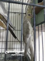  6 جوز ببغاء كوكتيل شغال جوز الطيره اجنبيه ختم اجنبي والفحل بلدي بالصلاه على النبي مع قفص كاسكو