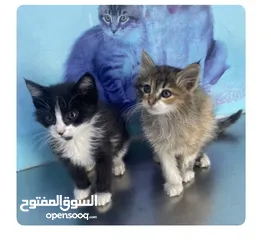  1 قطة كتن للتبني العمر 3 اشهر