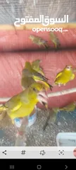  5 متوفر  طيور  خضري    +  متوفر  طيور  تفحي