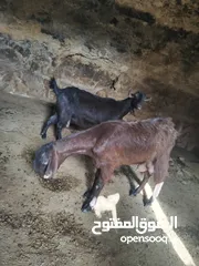  8 ثنايا شاميات  نخب كفاله حليب
