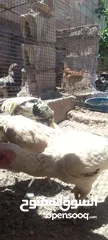  4 موجود دجاجتين فرنسيات وديك للبيع او للبدل على خمس دجاجات بلديات
