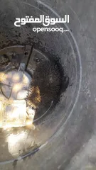  8 قنفذ للبيع كبير صحا ممتاز