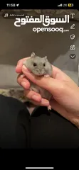  2 هامستر ذكر وأنثى hamster male and female