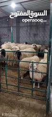  15 خرفان روماني