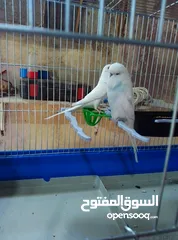  1 طيور هوجو رومو حب وطيور حب انجليزي ولا طيور صحه ونظافه وجوده