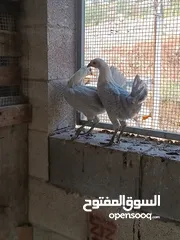  9 طيور مزرعه زرب الصواوين