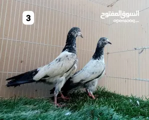  3 طبات باكستاني مطيار بساعات جو طبه ب5ريال اقرا وصف يوجد توصيل حسب الاتفاق :