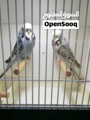  1 للبيع زوج بادجي انجليزي فل انجلش حجم جامبو