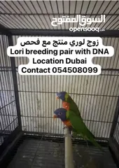  6 Lori breeding pair with DNA very Very healthy and active  زوج لوري منتج مع فحص