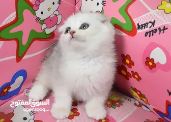  1 سكوتش بيور 100%