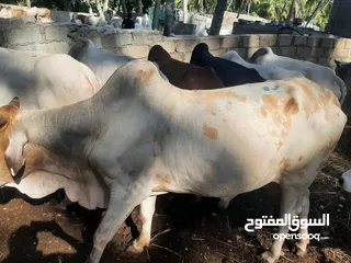  7 live somali cows
