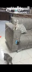  4 قطط سكوتش سلفر شيدد وسكني