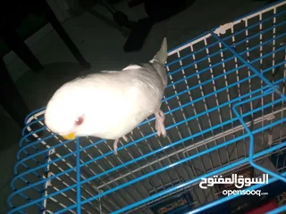  6 طيور حب للبيع جوز