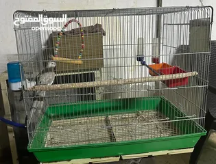  1 طيور كوكتيل