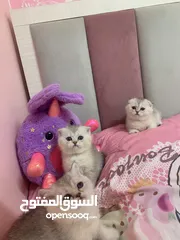  9 Scotch fold kittens