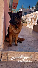  2 جيرمن شيبرد german shepherd