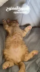  6 Kitten up for adoption