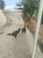  4 دجاج باكستاني