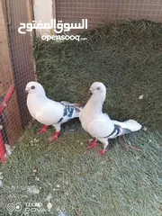  7 كوم 30 حبة تنضيف سطح جواز فحول طواير فراخ