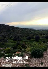  10 قطعة أرض مميزة في عجلون مطلة على جبال فلسطين مفروزة بقوشان مستقل من المالك مباشرة