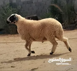  1 حولى ربي يبارك