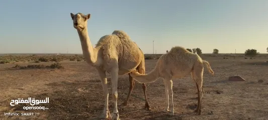  2 ناقه للبيع طيبة تحتها بكره ام ثالث