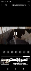  3 يوجد بكيره ولاده ثانيه عمر ابنه 3شهور فيها   حليب 25 كيلو اكسب صلاة ع النبي