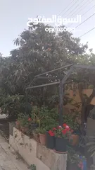  4 بيت مستقل للبيع