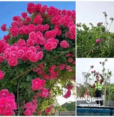  18 التقوى لتنسيق الحدائق