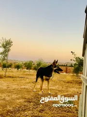  2 متاح ذكر ااااا