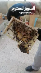  7 عسل نحل طبيعي