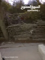  19 تشكيلة حطب للبيع