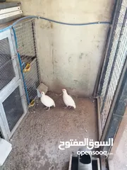 5 شنار ابيض للبيع