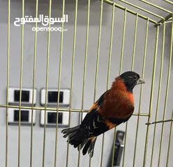  1 ريد سسكن ذكر للبيع red Siskin