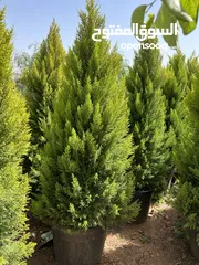  1 جولدستار إيطالي اصلي جميع الارتفاعات متوفره