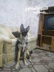  2 أنثى جيرمن شيبرد عمرها ست شهور