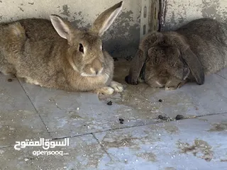  30 أرانب بصحة فوق الممتازه و مأكل ومشرب من افضل ما يكون مختلفة الأنواع و الأحجام والأعمار للبيع حصرا