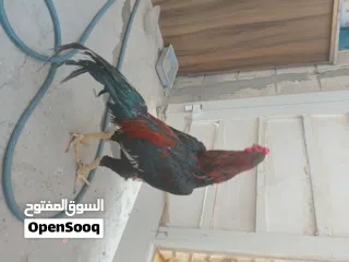  1 Pakistani rooster