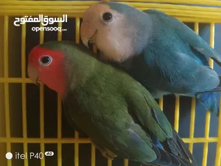  6 متاح جوز روز للبيع و جوز حب هوقو رومو فل وردات