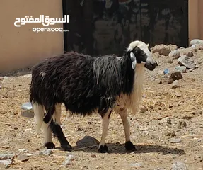  2 كبش فحل هديد حار