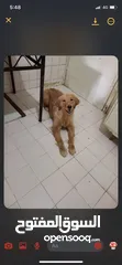  4 كلب للبيع نوع Golden retriever